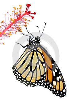 Monarch Butterfly