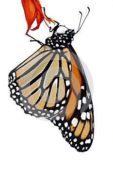 Monarch Butterfly