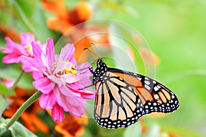 Monarch butterfly img