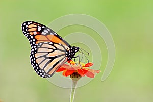 Monarch butterfly photo