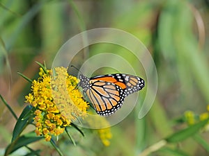 Monarch butterfly