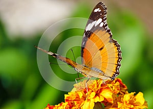 Monarch butterfly