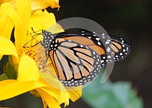 Monarch Butterfly