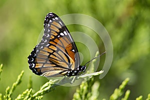 Monarch Butterfly 4 - Danaus plexippus photo