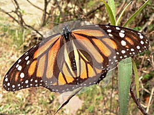 Monarch butterfly photo