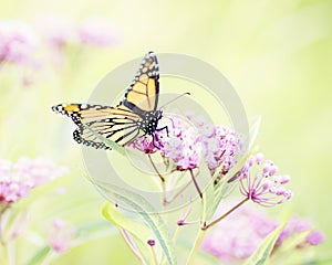 Monarch Butterfly