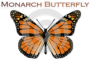 Monarch Butterfly