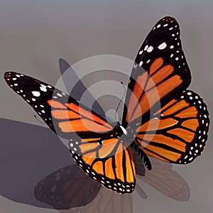 Monarch Butterfly