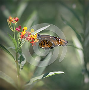 Monarch Butterfly