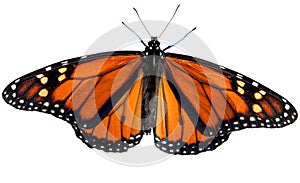 Monarch Butterfly