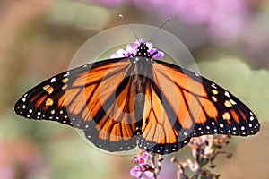 Monarch Butterfly