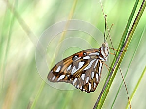 A monarch butterfly