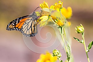 Monarch butterfly