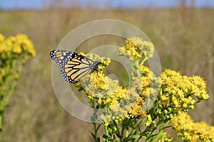 Monarch Butterfly   846559