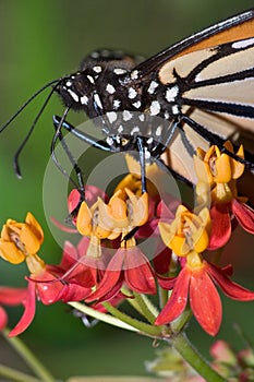 Monarch Butterfly