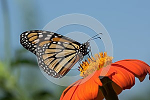 Monarch Butterfly