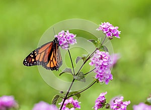 Monarch butterfly against green background on Pink Trailing Lantana flowers