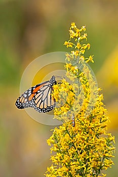 Monarch Butterfly and Ailanthus Webworm Moth on a Goldenrod Flower