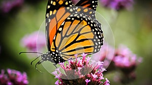 Monarch butterfly on an allium flower Danaus plexippus