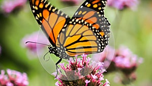 Monarch butterfly on an allium flower Danaus plexippus