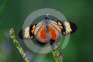 Monarch butterfly of the Andes of Venezuela photo