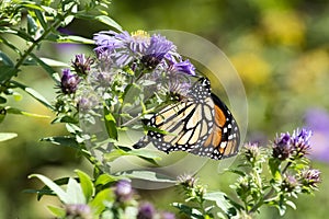 Monarch butterfly and asters in Acushnet River Reserve, New Bedford, Massachusetts