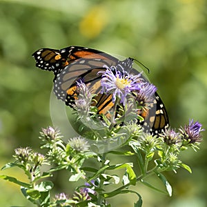 Monarch butterfly and asters in Acushnet River Reserve, New Bedford, Massachusetts