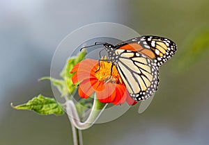 Monarch Butterfly atop undulating Mexican Sunflower