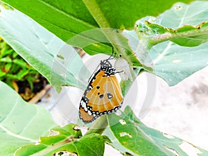 Monarch Butterfly, baby born in the nature.