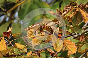 Monarch butterfly basking on a European horse chestnut tree photo