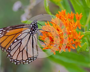 A Monarch butterfly on beautiful orange wildflowers in the Crex Meadows Wildlife Area in Northern Wisconsin