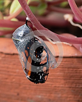 Monarch Butterfly Begins Emergence from Chrysalis