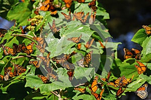 Monarch Butterfly Biosphere Reserve, Mexico