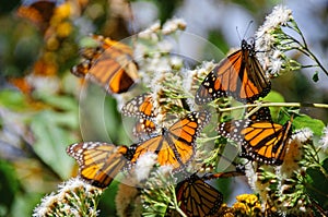 Monarch Butterfly Biosphere Reserve, Mexico