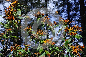 Monarch Butterfly Biosphere Reserve, Mexico