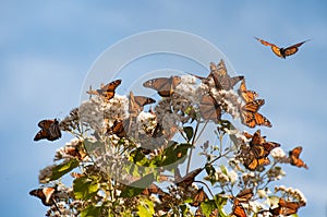 Monarch Butterfly Biosphere Reserve, Mexico photo