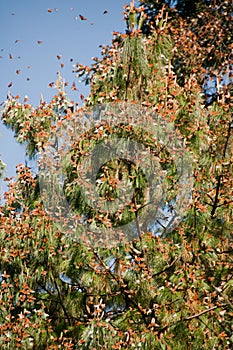 Monarch Butterfly Biosphere Reserve, Mexico