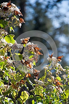 Monarch Butterfly Biosphere Reserve, Mexico