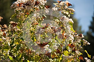 Monarch Butterfly Biosphere Reserve, Mexico photo