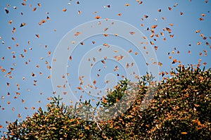 Monarch Butterfly Biosphere Reserve, Mexico photo