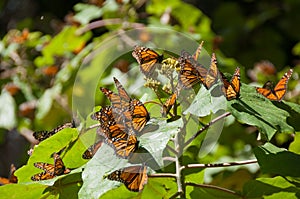 Monarch Butterfly Biosphere Reserve, Mexico