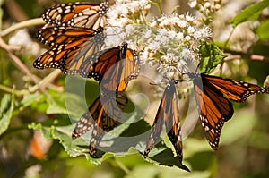 Monarch Butterfly Biosphere Reserve, Mexico