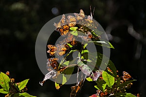 Monarch Butterfly Biosphere Reserve (Mexico)