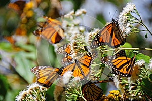 Monarch Butterfly Biosphere Reserve, Mexico photo