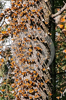 Motýl biosféra rezerva mexiko 