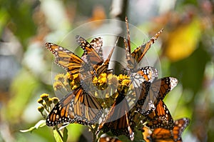 Monarch Butterfly Biosphere Reserve, Mexico photo