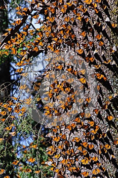 Monarch Butterfly Biosphere Reserve, Mexico photo