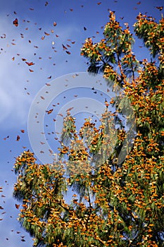 Monarch Butterfly Biosphere Reserve, Mexico photo