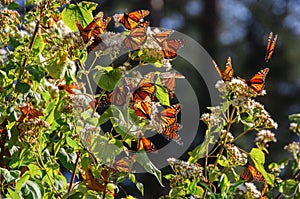 Monarch Butterfly Biosphere Reserve, Mexico photo