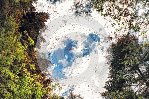 Monarch Butterfly Biosphere Reserve, Michoacan ,Mexico